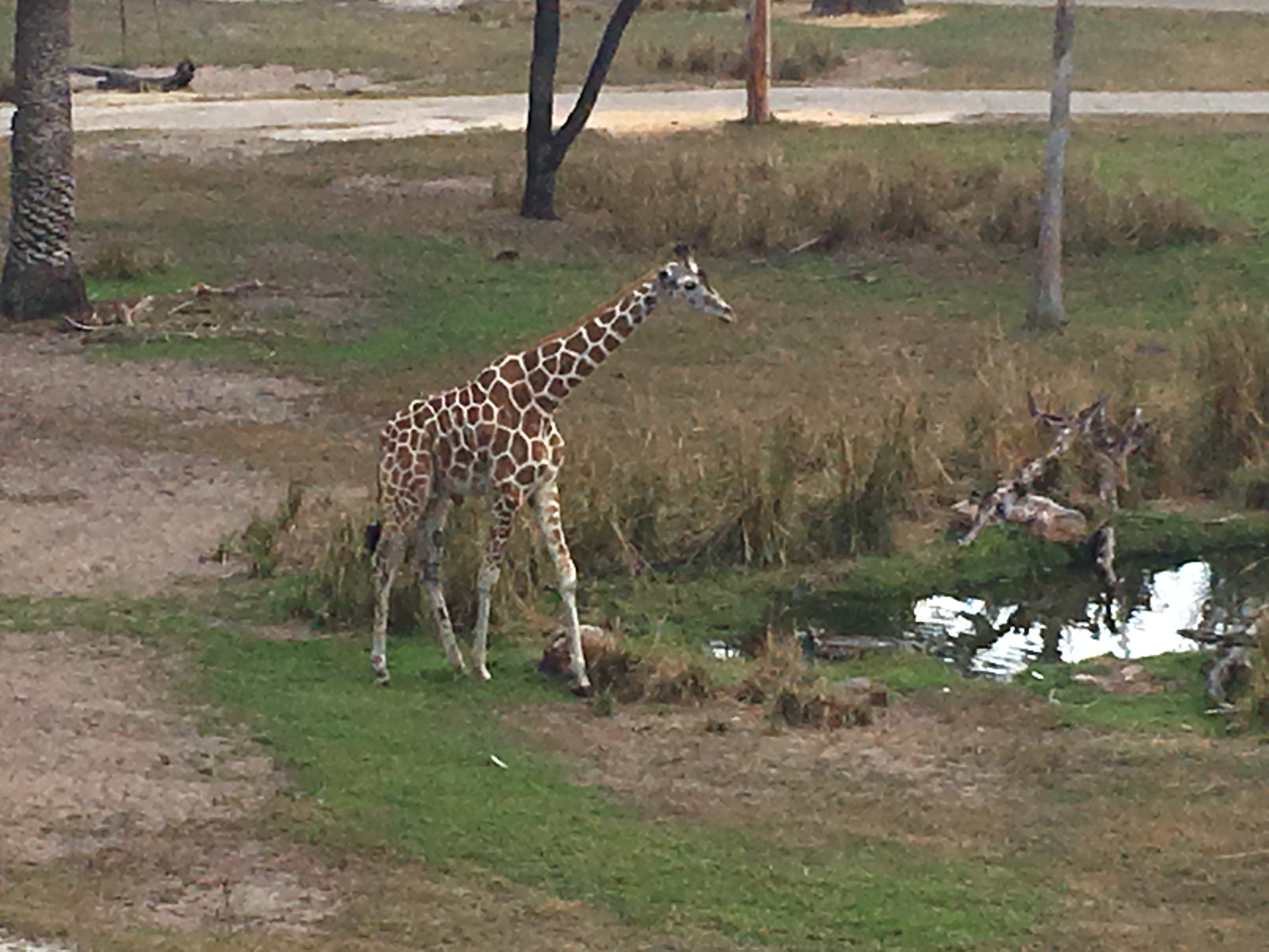 14 Oranges Giraffe at Animal Kingdom Lodge Disney
