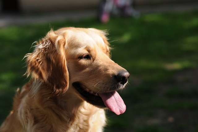 14 Oranges Golden Retriever