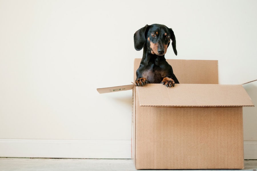 14 Oranges Blog Dog in Moving Box