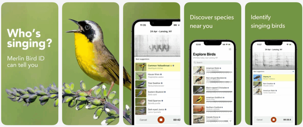 The best way to describe Merlin Bird ID is “Shazam for birds”.